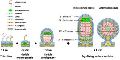 Control of the rhizobium–legume symbiosis by the plant nitrogen demand is tightly integrated at the whole plant level and requires inter-organ systemic signaling